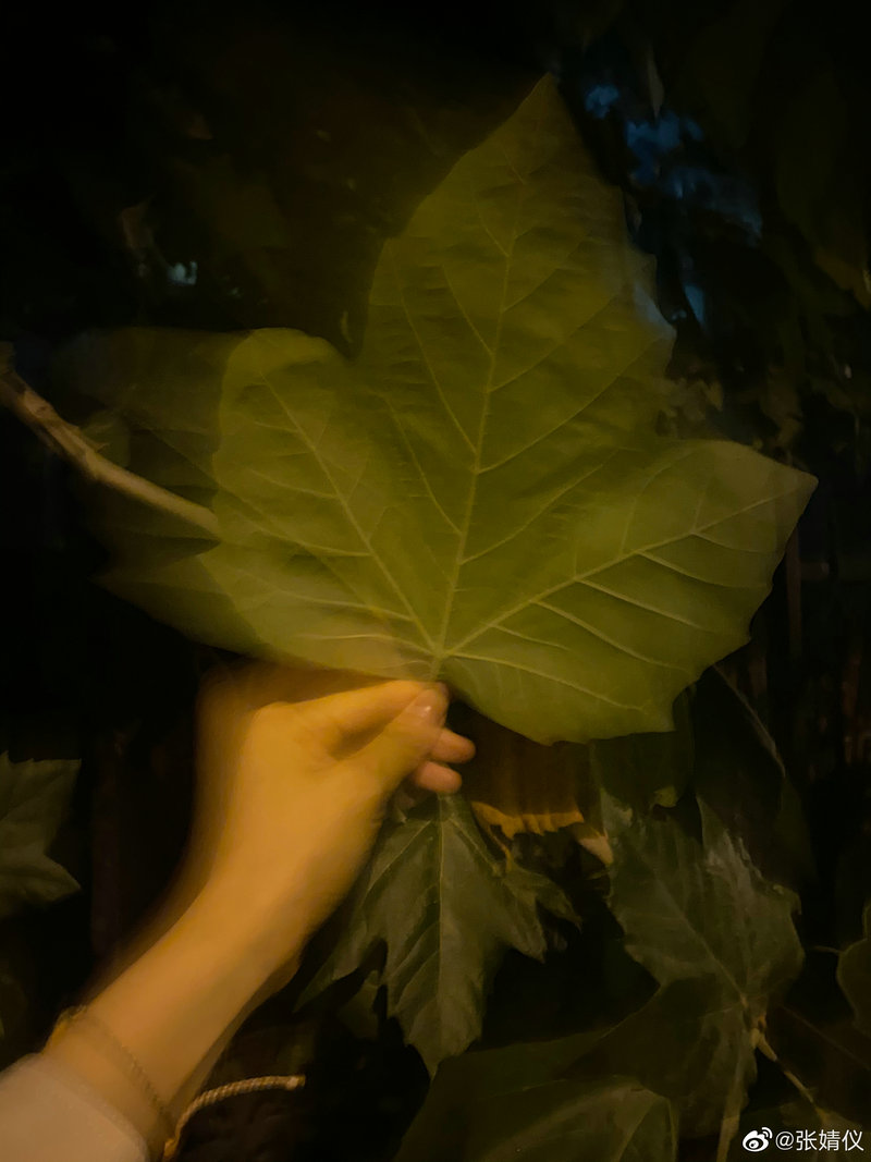 杨丞琳是演员还是歌手