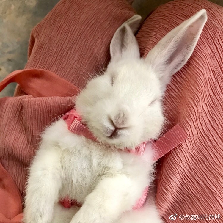 大耳朵图图动画片全集 大耳朵图图动画片全集